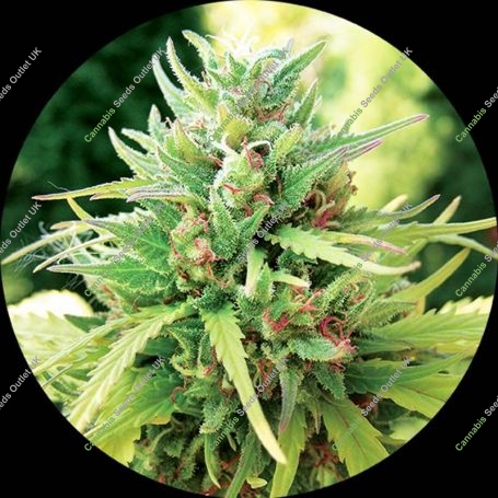 Taomatic Regular Marijuana Strain by Top Tao For Sale Online at Cannabis Seeds Outlet