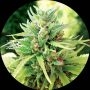 Taomatic Regular Marijuana Strain by Top Tao For Sale Online at Cannabis Seeds Outlet