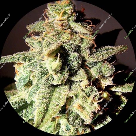 Micron Auto Tao Regular Marijuana Strain by Top Tao For Sale Online at Cannabis Seeds Outlet