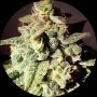 Micron Auto Tao Regular Marijuana Strain by Top Tao For Sale Online at Cannabis Seeds Outlet