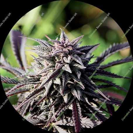 Purple Regular Marijuana Strain by Top Tao For Sale Online at Cannabis Seeds Outlet
