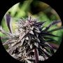 Purple Regular Marijuana Strain by Top Tao For Sale Online at Cannabis Seeds Outlet