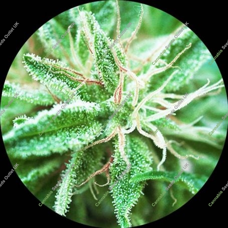 Sativa Samadhi Regular Marijuana Strain by Top Tao For Sale Online at Cannabis Seeds Outlet