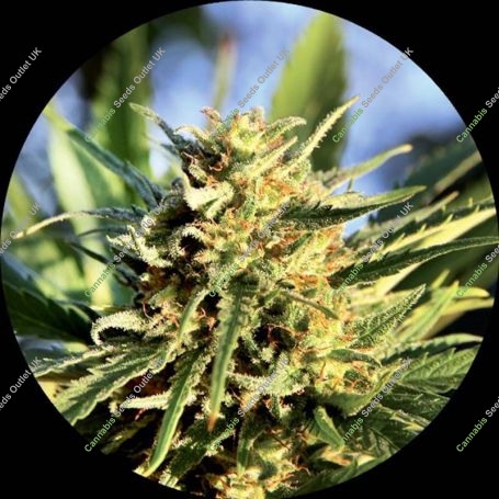 Super Auto Tao Regular Marijuana Strain by Top Tao For Sale Online at Cannabis Seeds Outlet