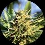 Super Auto Tao Regular Marijuana Strain by Top Tao For Sale Online at Cannabis Seeds Outlet