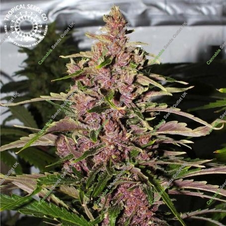 Afro Kush Feminized Marijuana Strain by Tropical Seeds For Sale Online at Cannabis Seeds Outlet
