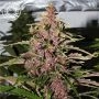Afro Kush Feminized Marijuana Strain by Tropical Seeds For Sale Online at Cannabis Seeds Outlet