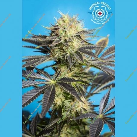 Dandy Dance Feminized Marijuana Strain by Tropical Seeds For Sale Online at Cannabis Seeds Outlet