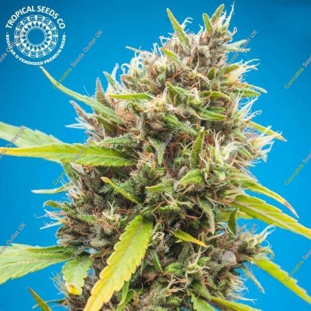 Durbakistan Feminized Marijuana Strain by Tropical Seeds For Sale Online at Cannabis Seeds Outlet