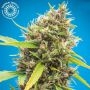 Durbakistan Feminized Marijuana Strain by Tropical Seeds For Sale Online at Cannabis Seeds Outlet