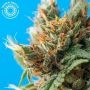 Durban Punch Regular Marijuana Strain by Tropical Seeds For Sale Online at Cannabis Seeds Outlet