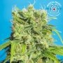 Heavens Gate CBD Feminized Marijuana Strain by Tropical Seeds For Sale Online at Cannabis Seeds Outlet