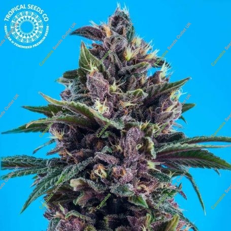 Red Afro Feminized Marijuana Strain by Tropical Seeds For Sale Online at Cannabis Seeds Outlet