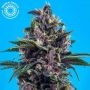 Red Afro Feminized Marijuana Strain by Tropical Seeds For Sale Online at Cannabis Seeds Outlet