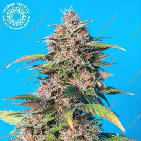 Smooth Smoke Regular Marijuana Strain by Tropical Seeds For Sale Online at Cannabis Seeds Outlet