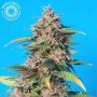 Smooth Smoke Regular Marijuana Strain by Tropical Seeds For Sale Online at Cannabis Seeds Outlet