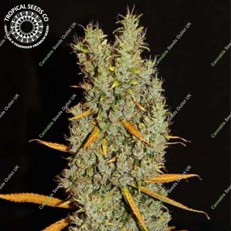 Zamalmystik Regular Marijuana Strain by Tropical Seeds For Sale Online at Cannabis Seeds Outlet