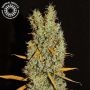Zamalmystik Regular Marijuana Strain by Tropical Seeds For Sale Online at Cannabis Seeds Outlet