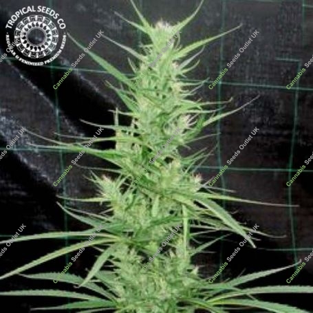 Zambian Regular Marijuana Strain by Tropical Seeds For Sale Online at Cannabis Seeds Outlet