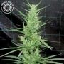 Zambian Regular Marijuana Strain by Tropical Seeds For Sale Online at Cannabis Seeds Outlet