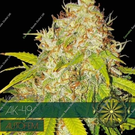 AK 49 Auto Feminized Marijuana Strain by Vision Seeds For Sale Online at Cannabis Seeds Outlet