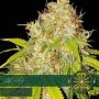 AK 49 Auto Feminized Marijuana Strain by Vision Seeds For Sale Online at Cannabis Seeds Outlet