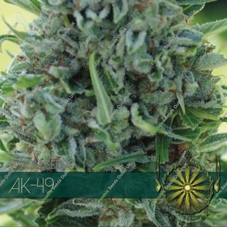 AK 49 Feminized Marijuana Strain by Vision Seeds For Sale Online at Cannabis Seeds Outlet