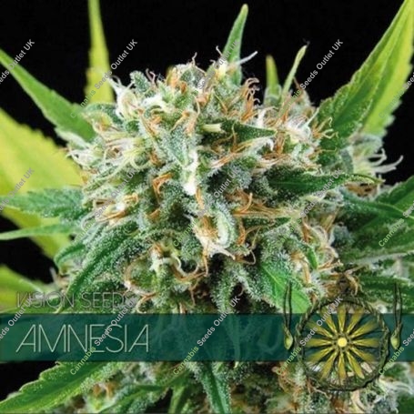 Amnesia Feminized Marijuana Strain by Vision Seeds For Sale Online at Cannabis Seeds Outlet