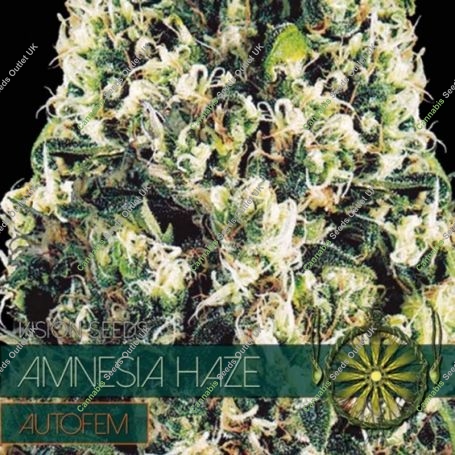 Amnesia Haze Auto Feminized Marijuana Strain by Vision Seeds For Sale Online at Cannabis Seeds Outlet