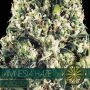 Amnesia Haze Auto Feminized Marijuana Strain by Vision Seeds For Sale Online at Cannabis Seeds Outlet