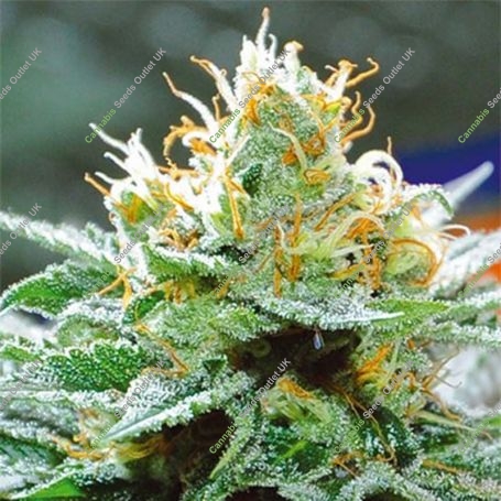 Amnesia x Buddha Kush Feminized Marijuana Strain by Vision Seeds For Sale Online at Cannabis Seeds Outlet