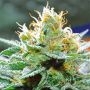 Amnesia x Buddha Kush Feminized Marijuana Strain by Vision Seeds For Sale Online at Cannabis Seeds Outlet
