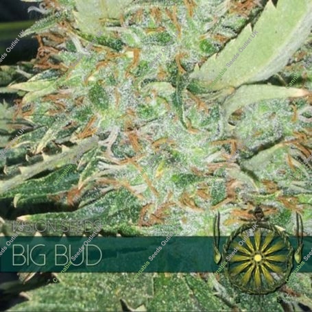 Big Bud Feminized Marijuana Strain by Vision Seeds For Sale Online at Cannabis Seeds Outlet