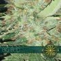 Big Bud Feminized Marijuana Strain by Vision Seeds For Sale Online at Cannabis Seeds Outlet