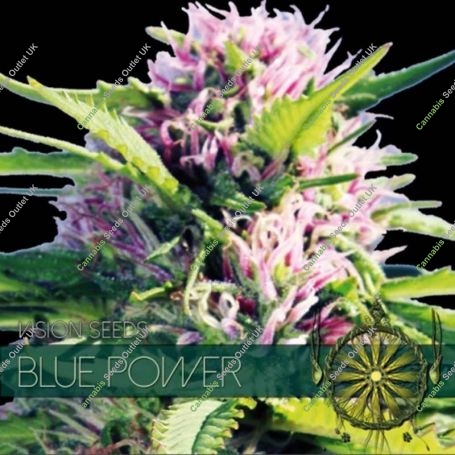 Blue Power Feminized Marijuana Strain by Vision Seeds For Sale Online at Cannabis Seeds Outlet