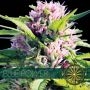 Blue Power Feminized Marijuana Strain by Vision Seeds For Sale Online at Cannabis Seeds Outlet