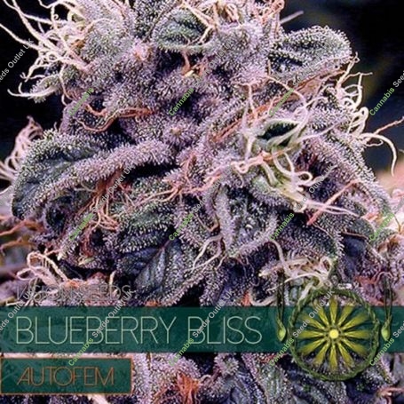 Blueberry Bliss Auto Feminized Marijuana Strain by Vision Seeds For Sale Online at Cannabis Seeds Outlet