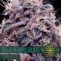 Blueberry Bliss Auto Feminized Marijuana Strain by Vision Seeds For Sale Online at Cannabis Seeds Outlet