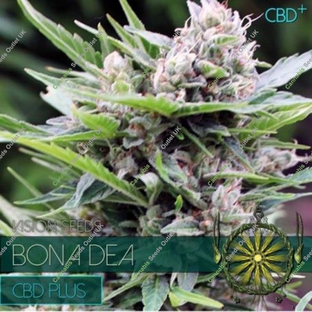 Bona Dea CBD+ Feminized Marijuana Strain by Vision Seeds For Sale Online at Cannabis Seeds Outlet