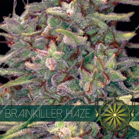 Brainkiller Haze Feminized Marijuana Strain by Vision Seeds For Sale Online at Cannabis Seeds Outlet