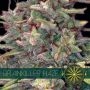 Brainkiller Haze Feminized Marijuana Strain by Vision Seeds For Sale Online at Cannabis Seeds Outlet