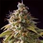 Caramel Monster Feminized Marijuana Strain by Vision Seeds For Sale Online at Cannabis Seeds Outlet
