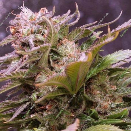 Caramello Auto Feminized Marijuana Strain by Vision Seeds For Sale Online at Cannabis Seeds Outlet