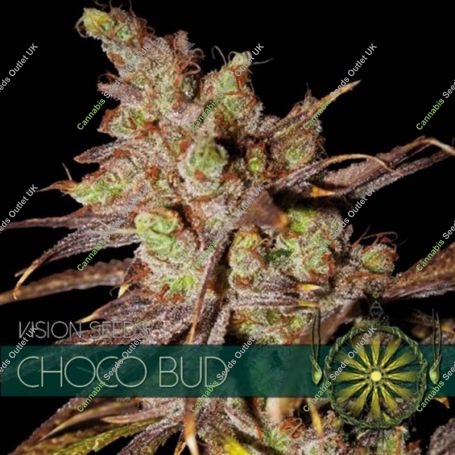 Choco Bud Feminized Marijuana Strain by Vision Seeds For Sale Online at Cannabis Seeds Outlet