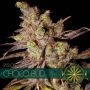 Choco Bud Feminized Marijuana Strain by Vision Seeds For Sale Online at Cannabis Seeds Outlet