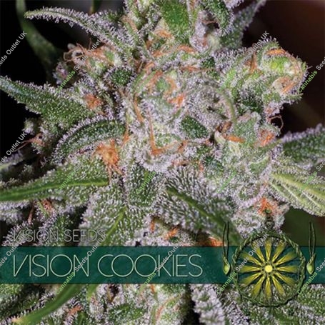 Cookies Feminized Marijuana Strain by Vision Seeds For Sale Online at Cannabis Seeds Outlet