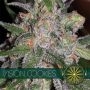 Cookies Feminized Marijuana Strain by Vision Seeds For Sale Online at Cannabis Seeds Outlet