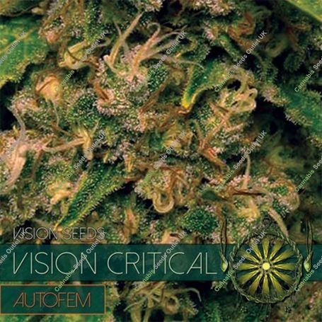 Critical Auto Feminized Marijuana Strain by Vision Seeds For Sale Online at Cannabis Seeds Outlet