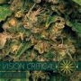 Critical Auto Feminized Marijuana Strain by Vision Seeds For Sale Online at Cannabis Seeds Outlet