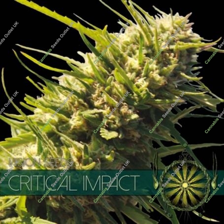 Critical Impact Feminized Marijuana Strain by Vision Seeds For Sale Online at Cannabis Seeds Outlet